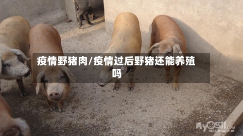 疫情野猪肉/疫情过后野猪还能养殖吗